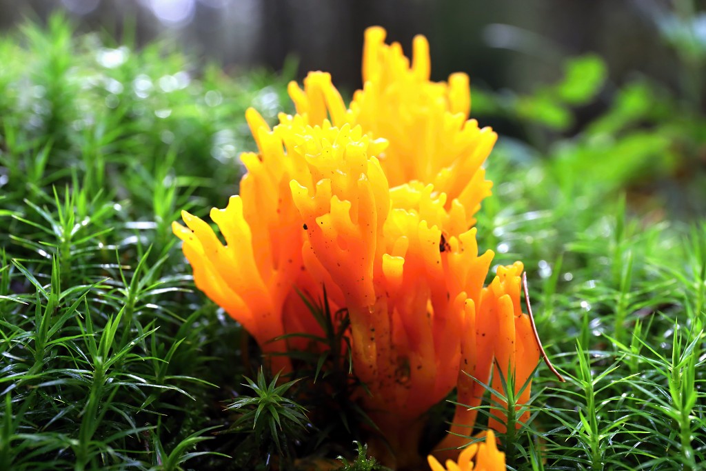 paddenstoel paddenstoelen paddestoel paddestoelen schimmel zwam schimmels zwammen hdr paddo paddos champignon champignons herfst najaar